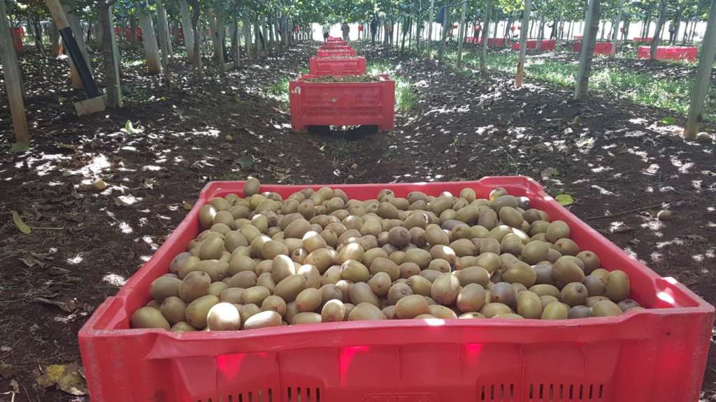 Raccolta kiwi Zespri made in Italy