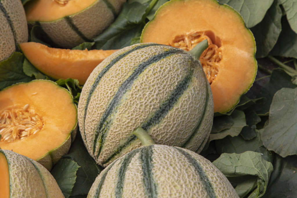La varietà di melone reato Bernini F1