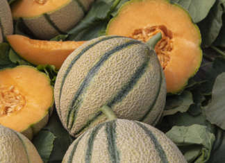 La varietà di melone reato Bernini F1