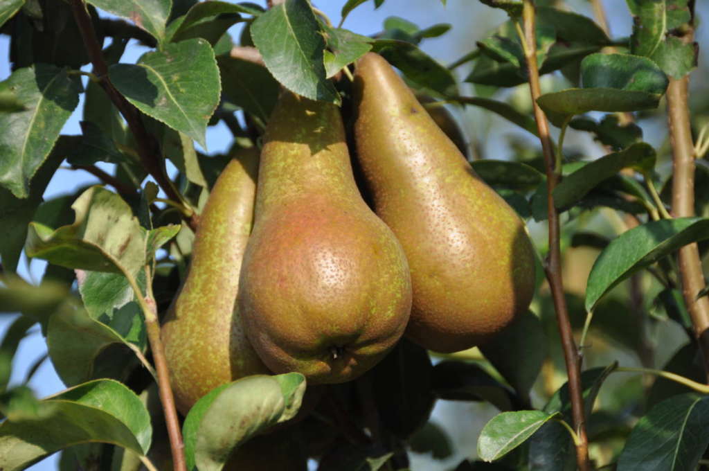 Pere della Op Terremerse