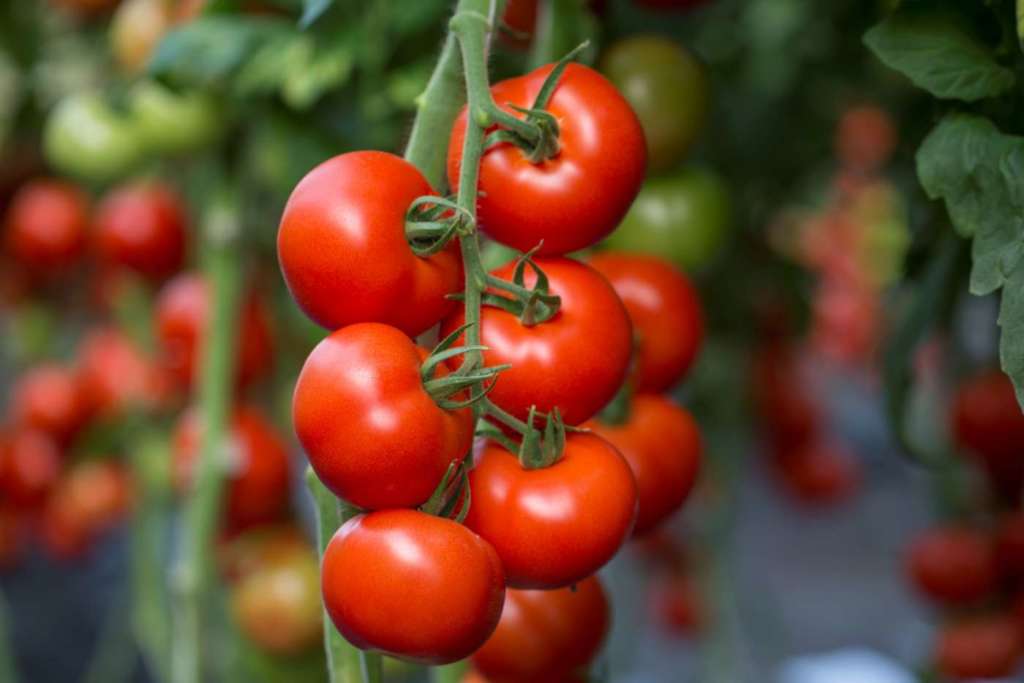 Sonico RZ, varietà di pomodoro a grappolo Rijk Zwaan