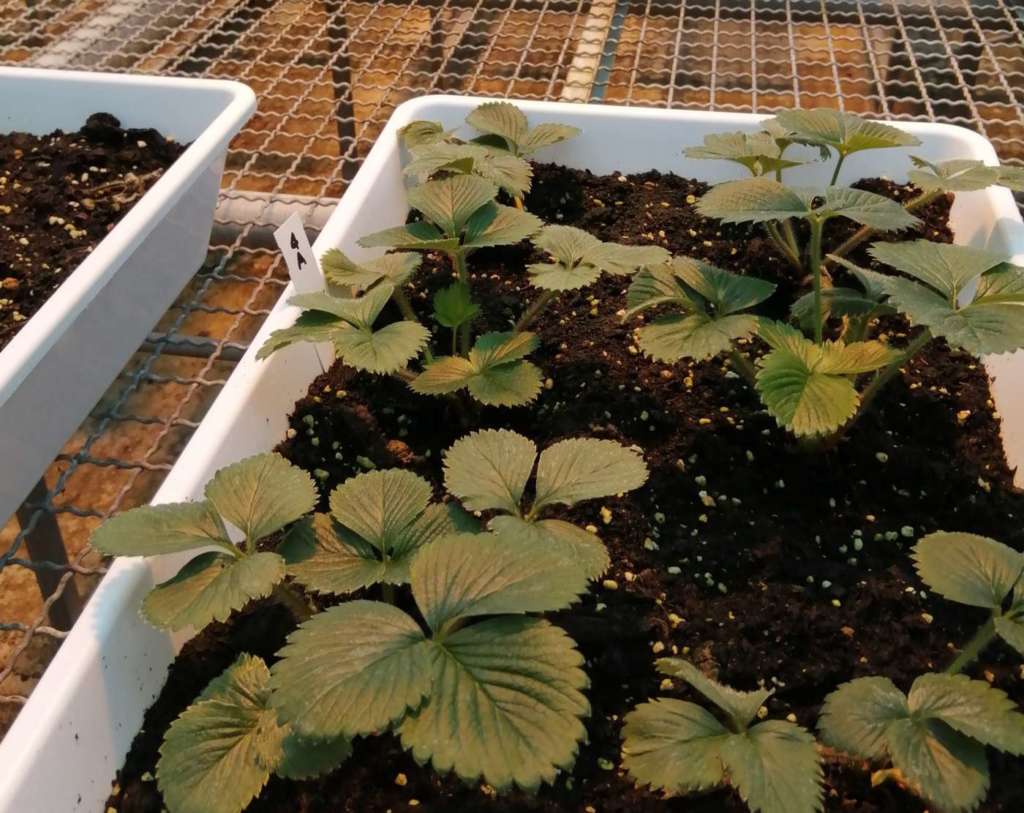 Excalibur, test su patogeni di piante di fragole e pomodori in serra