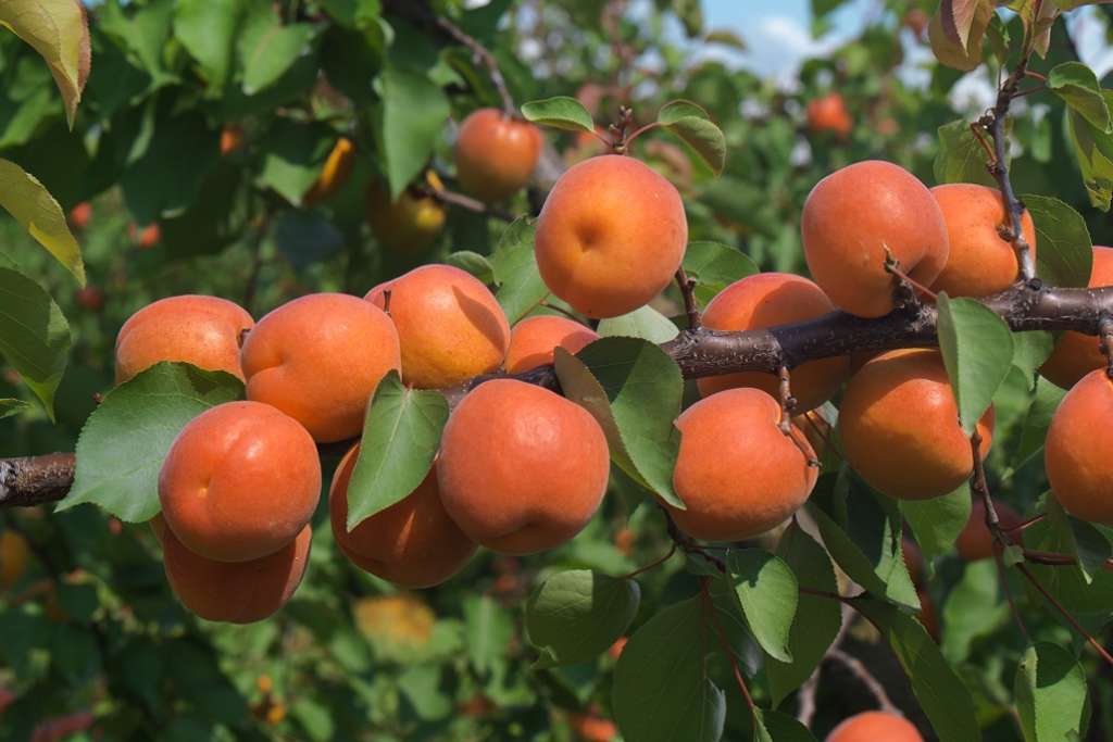 La Romagna, dove si producono soprattutto pesche, nettarine, albicocche, pere estive e ciliegie, è stata la più colpita dalle gelate