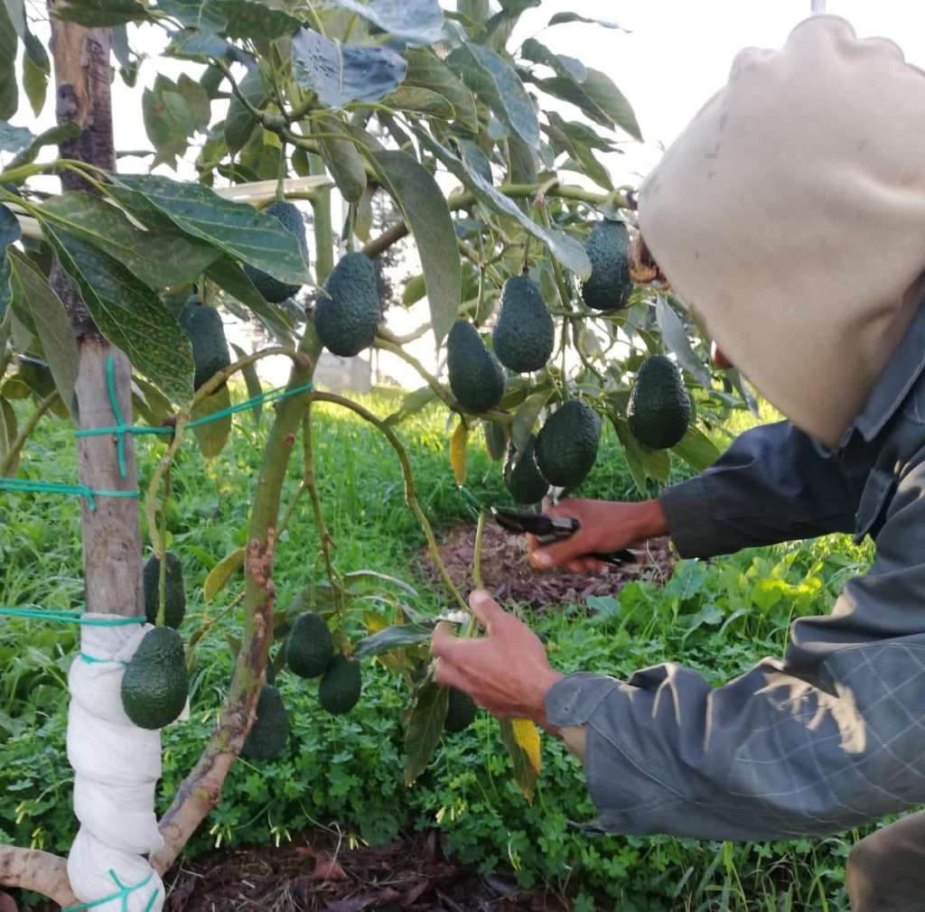 Raccolta di avocado siciliano McGarlet