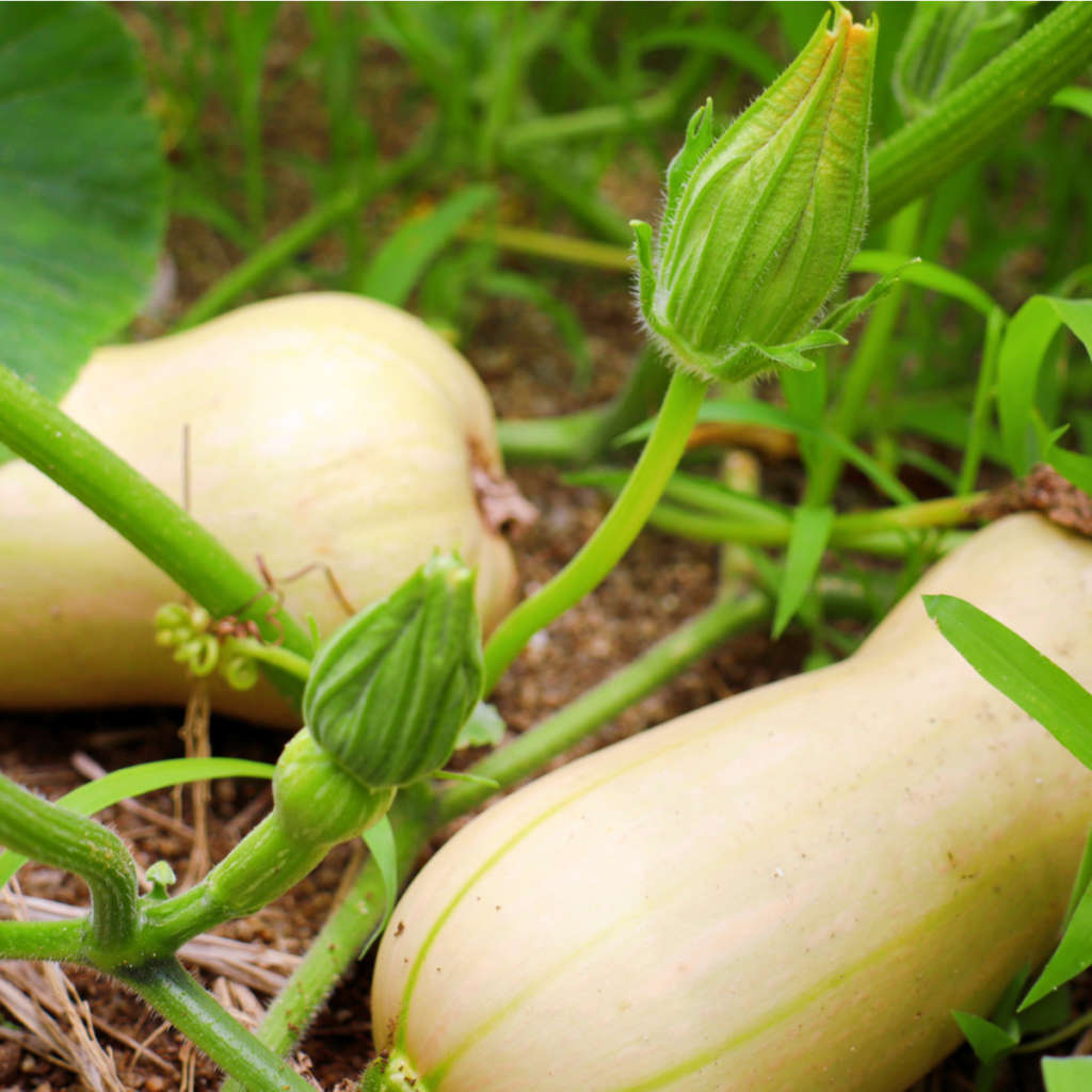 Zucca varietà Butternut