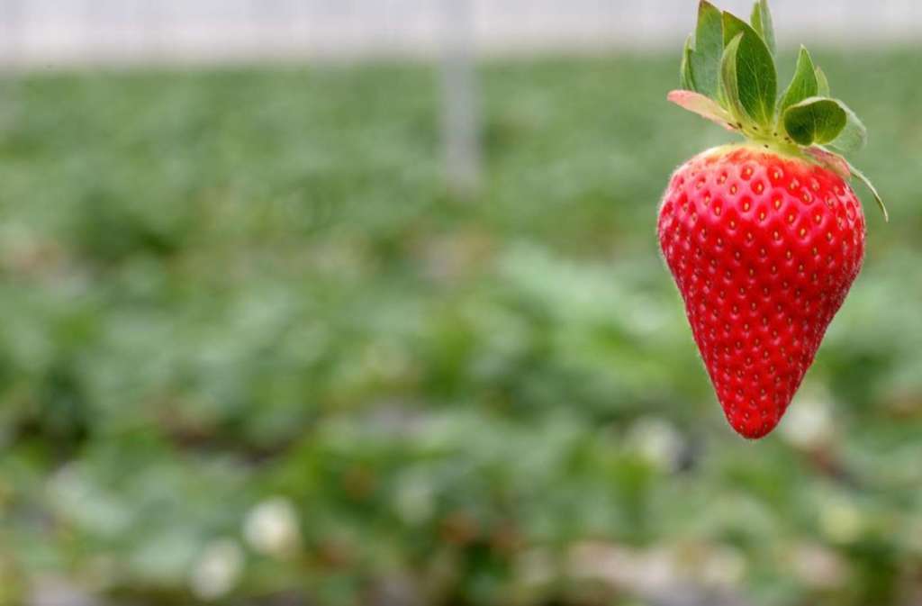 Arcadia vuole promuovere prodotti di qualità regionali come le fragole