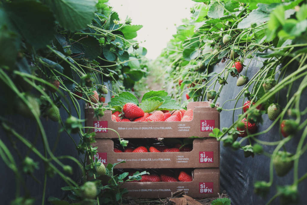 Sìbon, brand della Cooperativa Sole