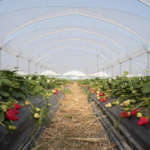 Campo fragola Melissa Nova Siri Genetics