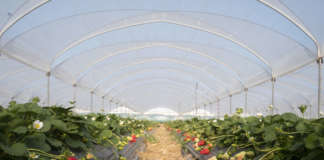 Campo fragola Melissa Nova Siri Genetics