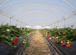 Campo fragola Melissa Nova Siri Genetics