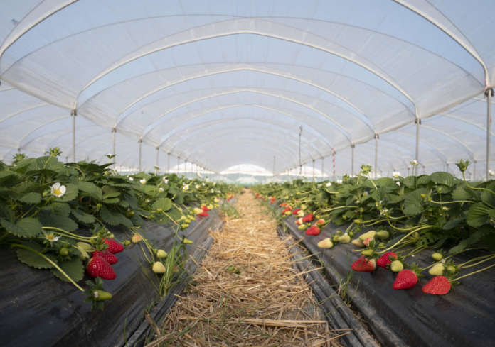 Campo fragola Melissa Nova Siri Genetics