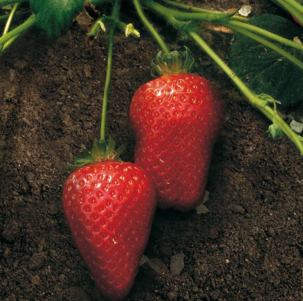 Fragole biologiche Brio