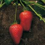 Fragole biologiche Brio