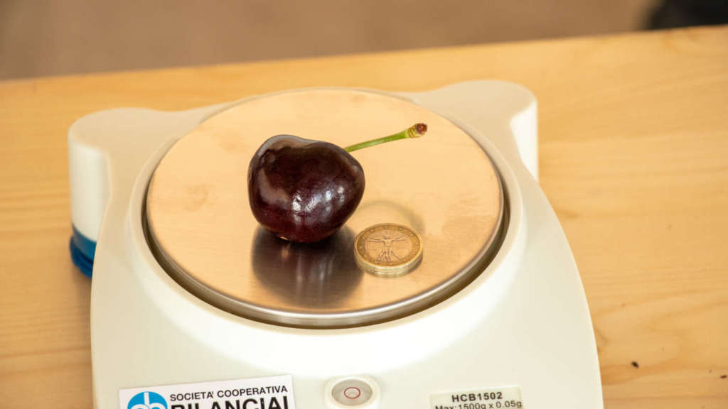 La ciliegia da podio comparata con una moneta da un euro