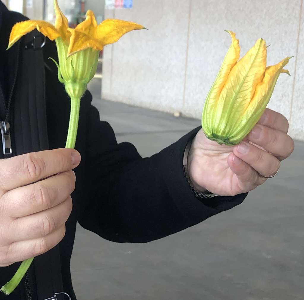 I fiori di zucchina sono maschili e femminili