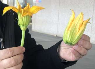 I fiori di zucchina sono maschili e femminili