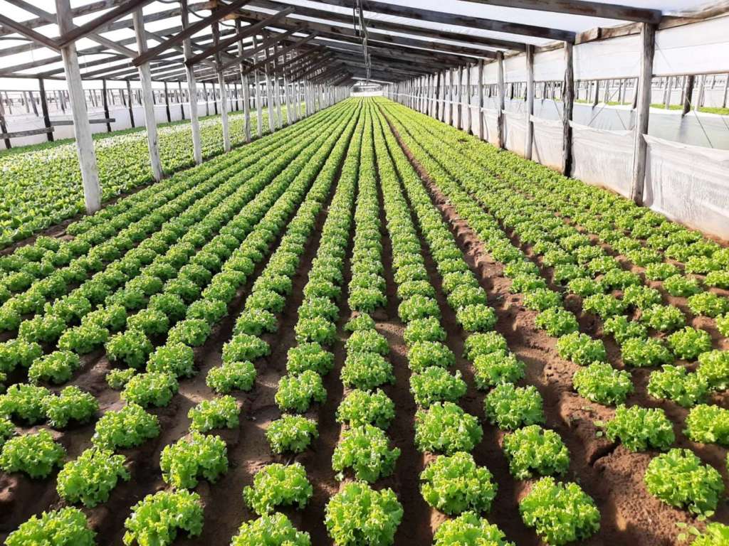 Nel 2020 Eurocirce ha sviluppato un fatturato superiore ai 25 milioni di euro, con 37 mila tonnellate di ortofrutta conferita da 100 soci su una superficie complessiva di 400 ettari