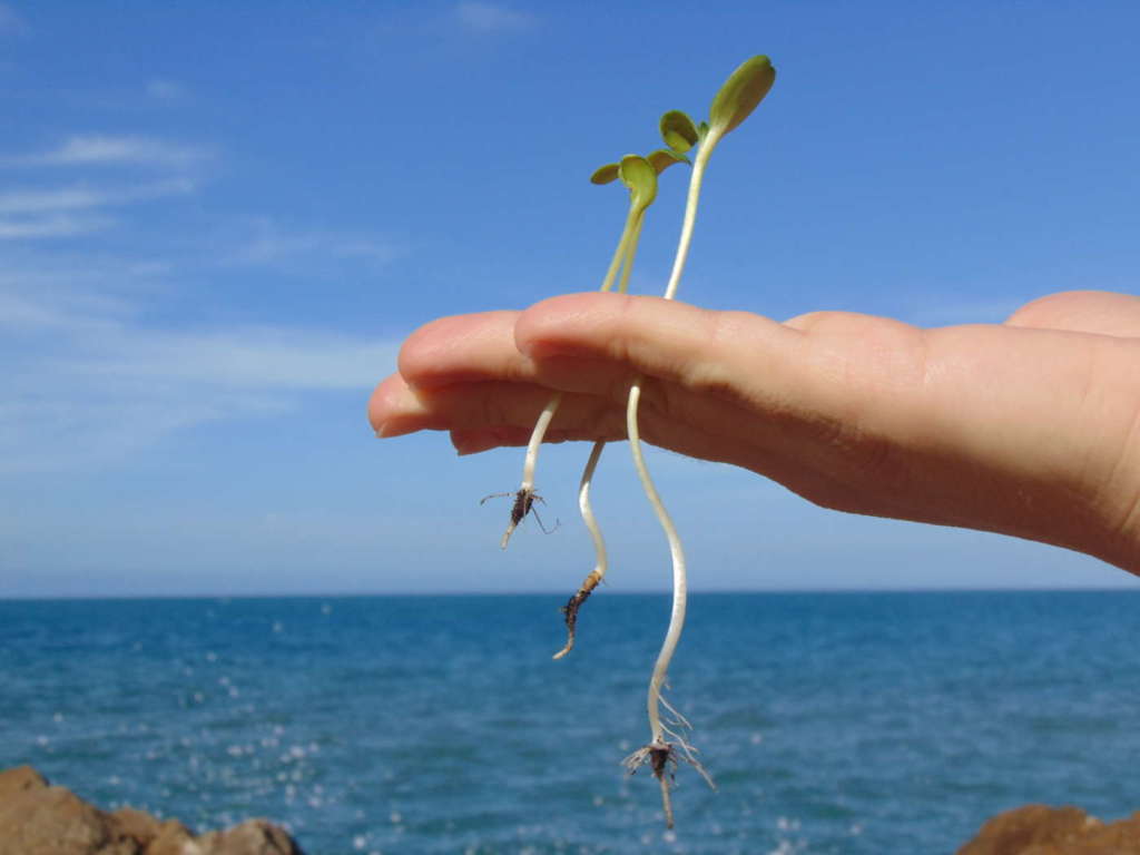 GrowLife_Superfood punta sui micro-ortaggi