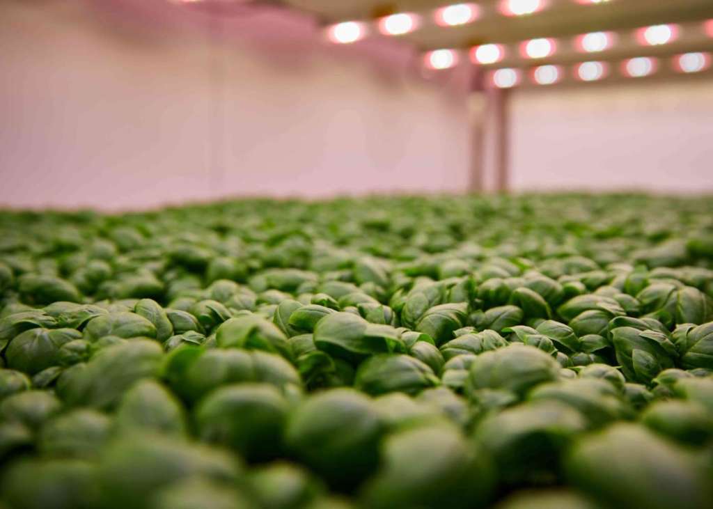 Coltivazioni Planet Farms in vertical farming
