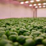 Planet Farms vince il premio per l’innovazione assegnato da Confagricoltura Coltivazioni Planet Farms in vertical farming