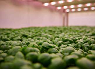 Coltivazioni Planet Farms in vertical farming