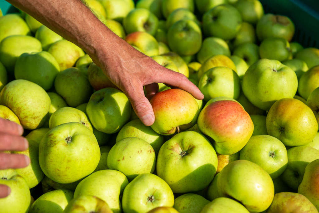 Ottima performance per le mele, a valore e a volume, che guidano le esportazioni italiane