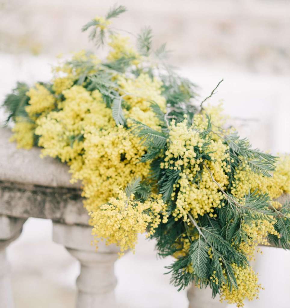 La mimosa è coltivata in Italia, prevalentemente in Liguria