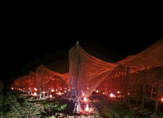 Candele nei campi per aumentare le temperature e proteggere le colture dal freddo