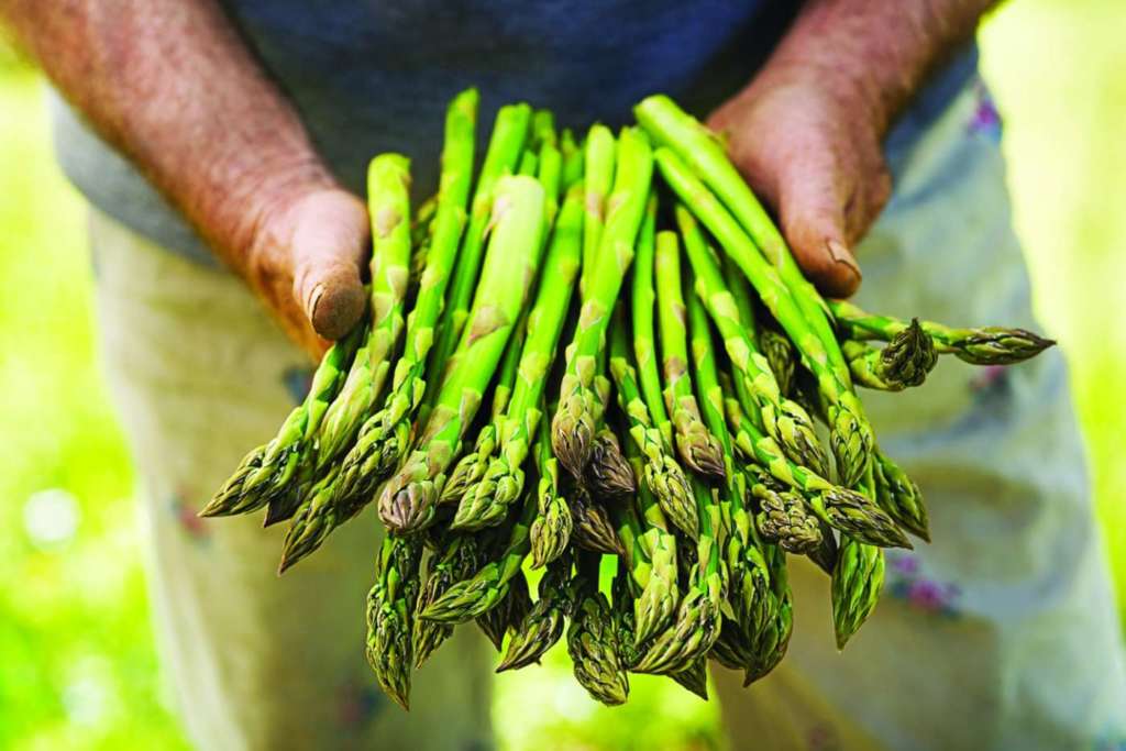 Asparagi Brio a marchio Alce Nero