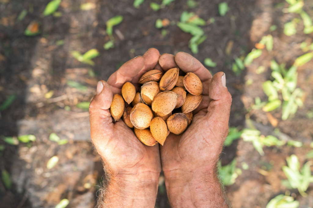 Mandorle Euro Company da filiera sostenibile