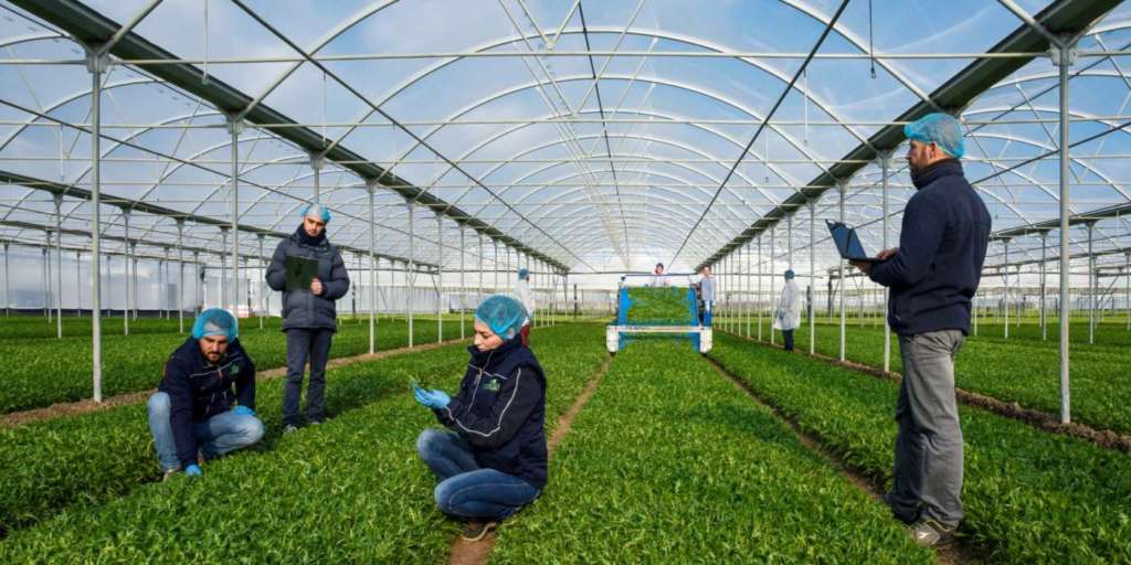 Le coltivazioni in serra di Ortomad, società partecipata da La Linea Verde
