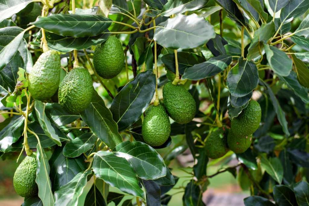 AAvocado Orsero prodotti in Messico presso l'azienda Acapulco