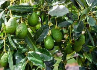 AAvocado Orsero prodotti in Messico presso l'azienda Acapulco