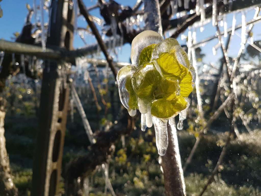 Le gelate primaverili hanno falcidiato la produzione frutticola in Toscana