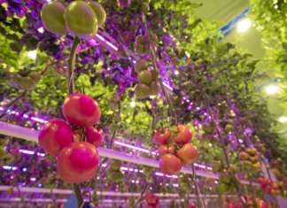 Rijk Zwaan spinge la crescita del pomodoro fuori suolo Pomodoro coltivato fuori suolo