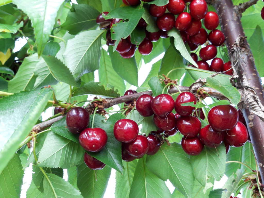 La varietà di ciliegia Sweet Aryana