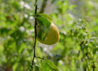 Il Limone dell’Etna Igp ha bisogno d'acqua