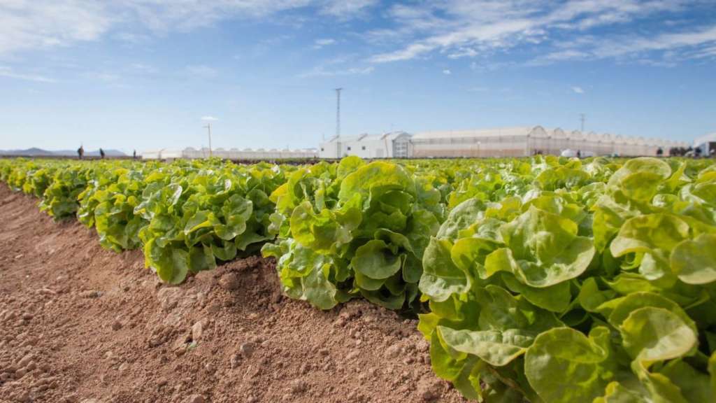 Una delle varietà di Lattuga Rijk Zwaan