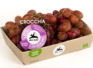 Parte la campagna dell’uva bio di Brio a marchio Alce Nero Uva Crocchia prodotta da Brio a marchio Alce Nero
