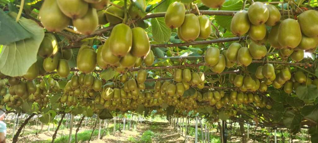 Apofruit_kiwi Soreli bio