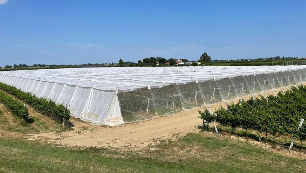 Coperture polifunzionali monoblocco per la frutticoltura