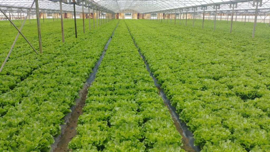 Indivia Gatti in campo aperto