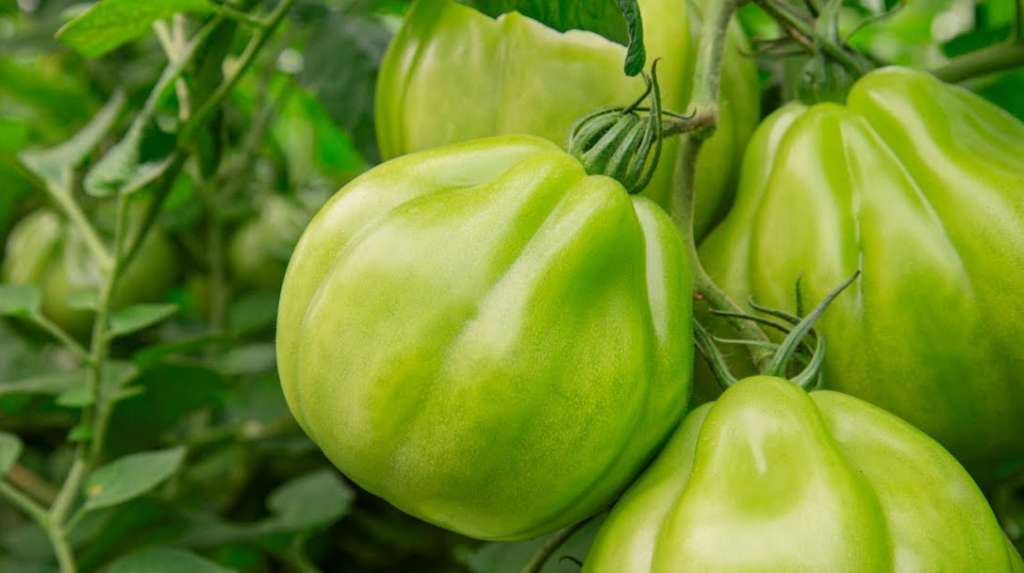 Pomodoro cuore di bue Araldino di Rijk Zwaan