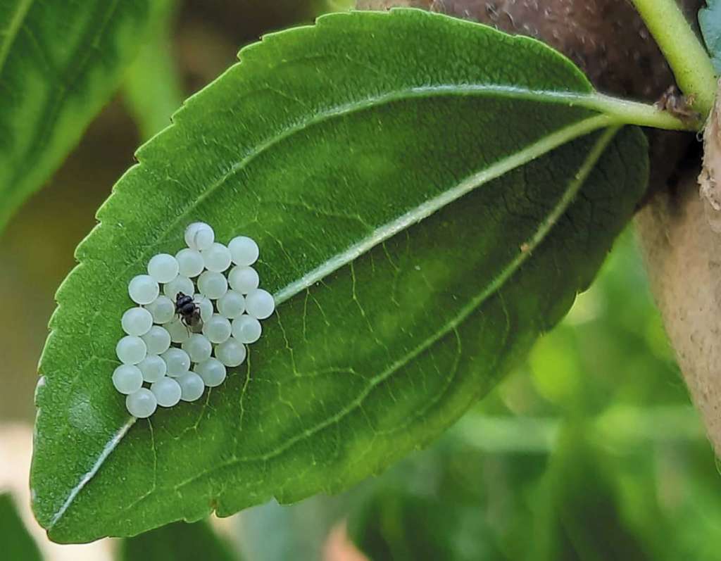 La Vespa samurai si riproduce deponendo le uova all'interno di quelle della cimice asiatica