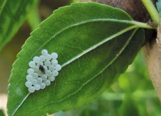 La Vespa samurai si riproduce deponendo le uova all'interno di quelle della cimice asiatica