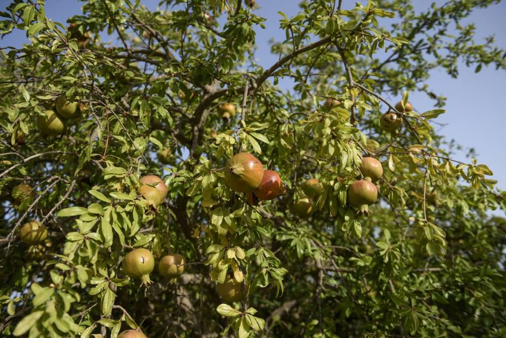 Melograno, frutteto solidale di Modica, in Sicilia