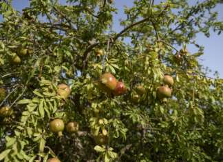 Melograno, frutteto solidale di Modica, in Sicilia