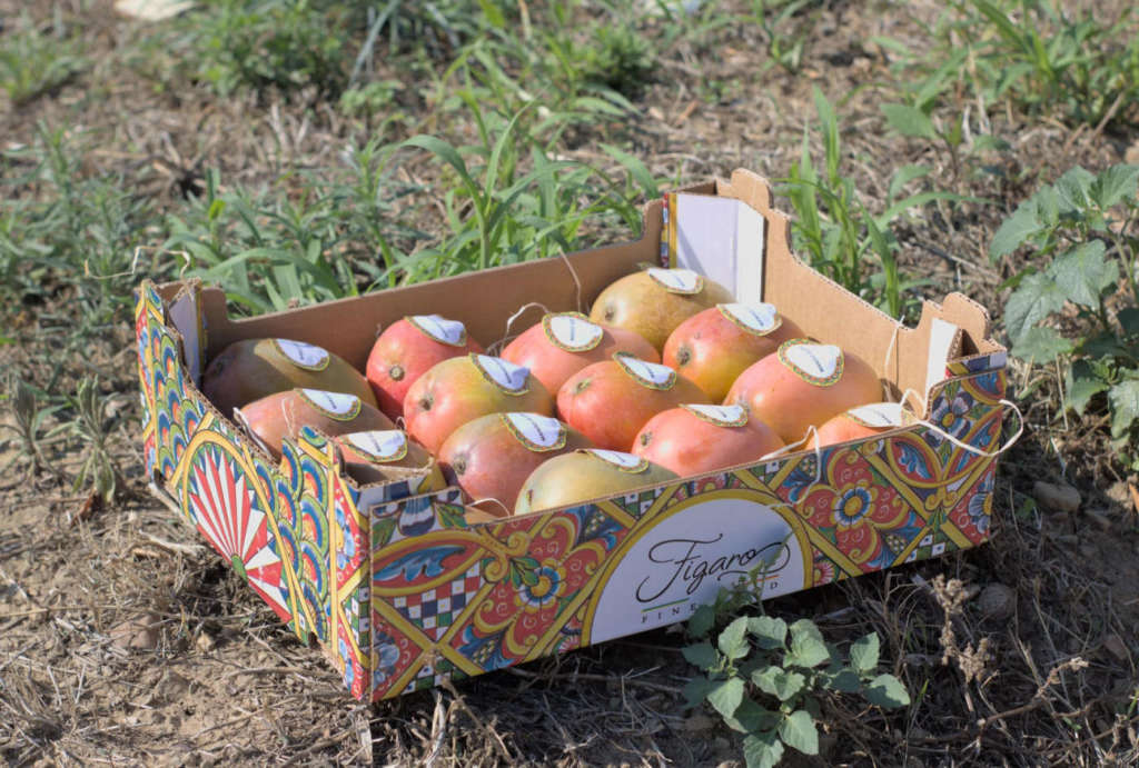 Mango Figaro Filiera Italia di MacGarlet