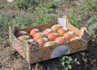 Partita la raccolta di mango e lime per Figaro Filiera Italia di McGarlet Mango Figaro Filiera Italia di MacGarlet