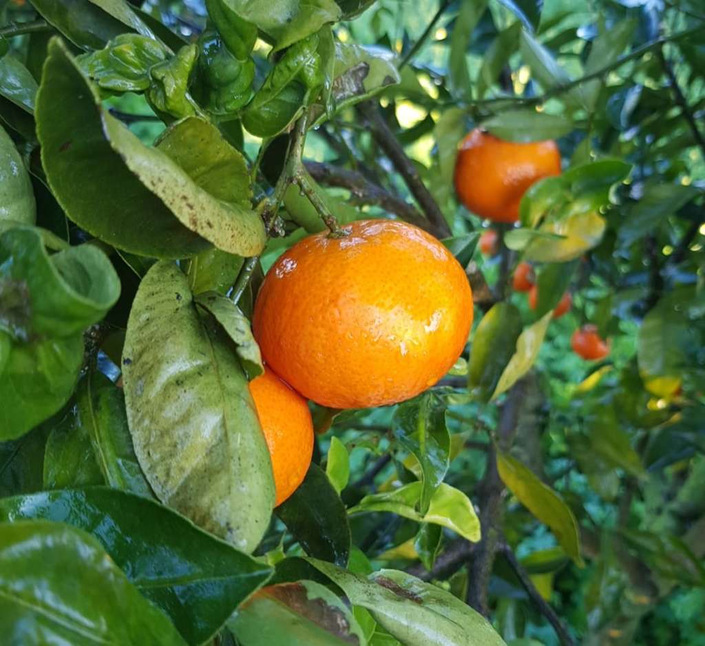 Raccolta del clementino di Corigliano Terra Mia
